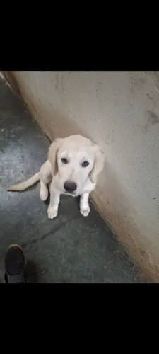Golden Retriever Macho
