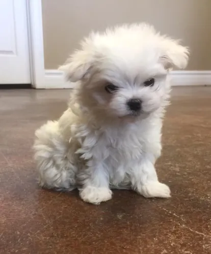 Maltês Um cachorrinho que deixa qualquer ambiente mais acolhedor