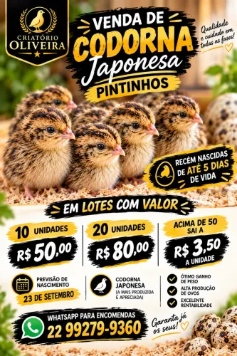 Pintinhos de codorna recém nascidos
