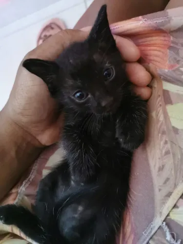 DOA-SE GATINHO MACHO
