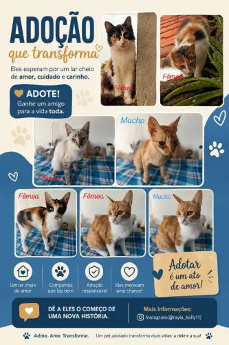 Gatos para DOAÇÃO 