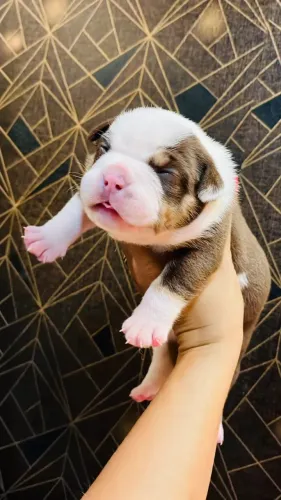 Filhotes de Américan Bully exótico