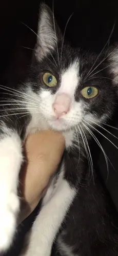 Gato Macho para doação