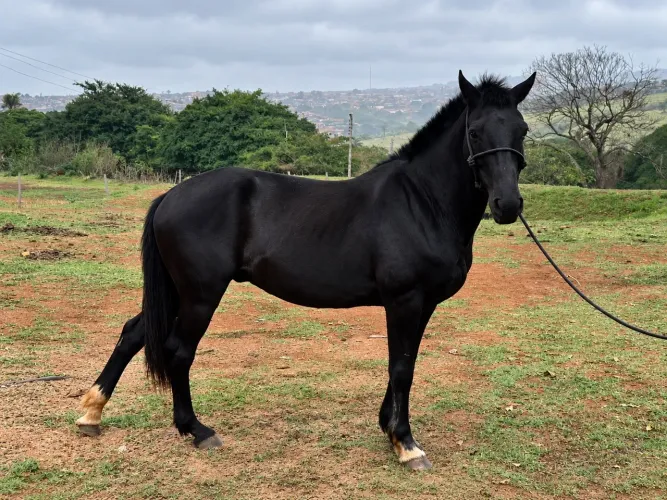 Cavalo Preto QM Ex Tambor - Venda