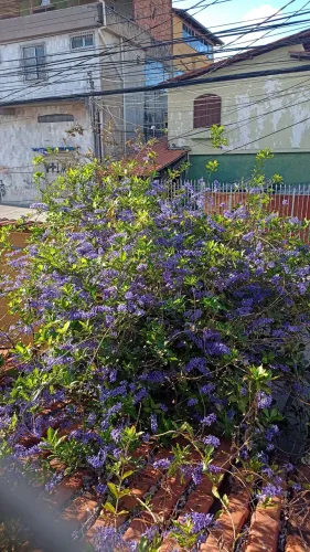 Muda de flor de São Miguel roxa