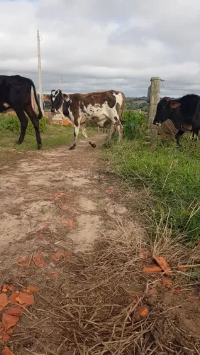 Bezerros mestiço