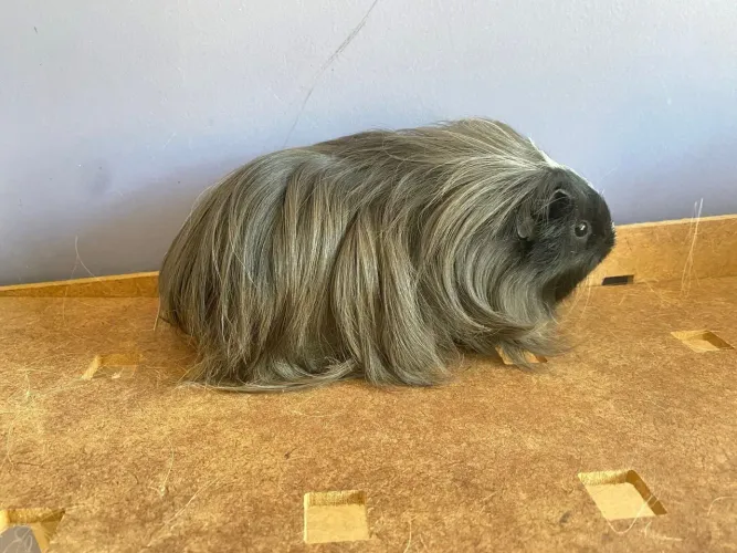 Porquinho da india Sheltie Filhote envio MOc BH Janu e região