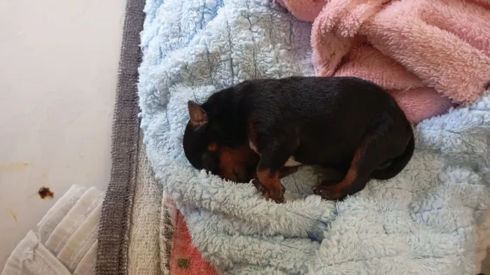Vendo filhote Pincher macho