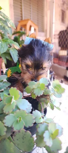 Yorkshire Terrier menor da ninhada
