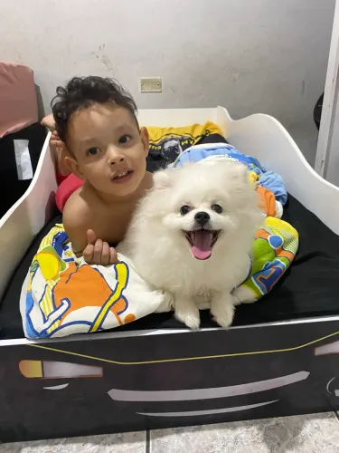 Cachorro