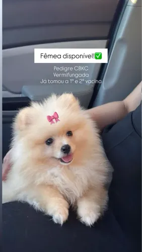Spitz alemão Lulu da Pomerania fêmea