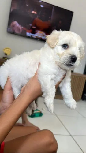 Filhote de Maltês com Poodle 