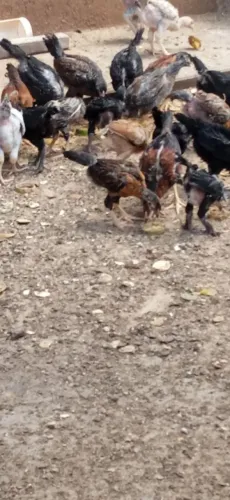 Pintinho Caipira