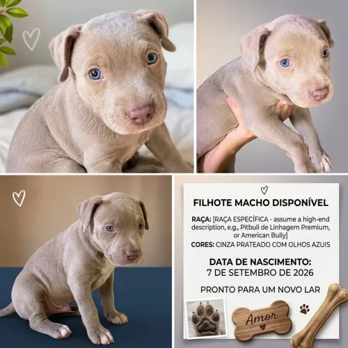 Disponível: Lindo filhote macho! ? Atualmente com 1 mês e 12 dias,