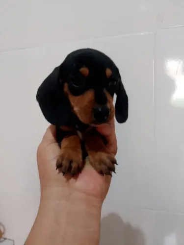 Verdadeiros dachshund