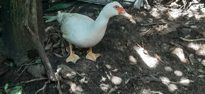 Patos Gamela lindos 