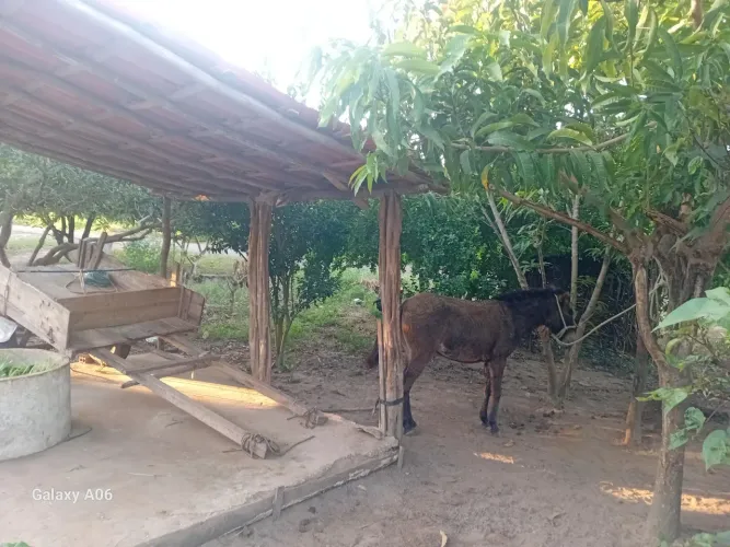 Vender se uma burra com carroça