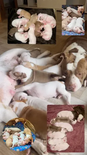 Filhotes de Pitbull
