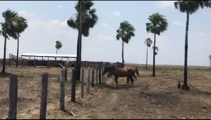 CÓD266 Fazenda 1.670 ha | Corumbá/MS Pantanal