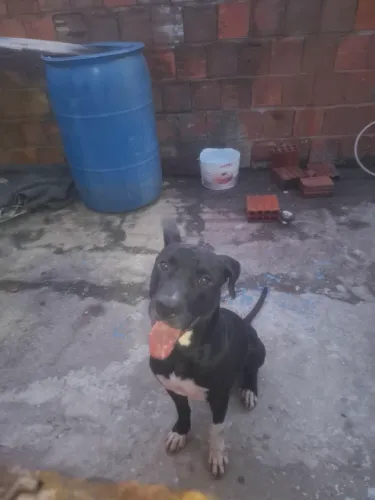 cachorro pitbull