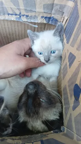 Gatinhos filhote