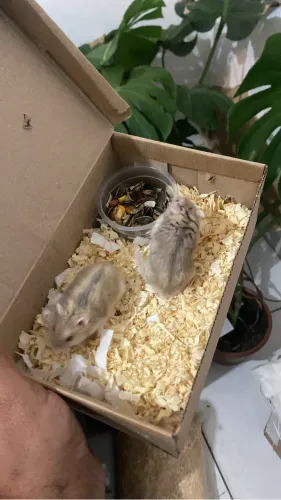 Hamster anão