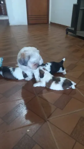 Shih Tzu 