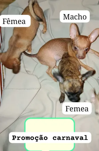 Pinscher e chuhuahua