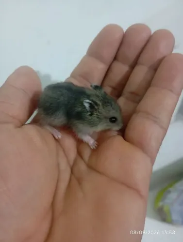 Hamster Anão Russo