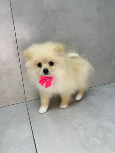 Spitz alemão pequeno fêmea