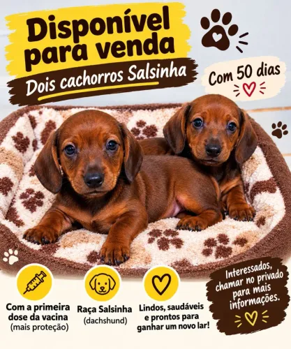 Salsicha