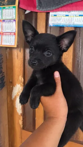 LINDOS FILHOTINHOS DE PINSCHER NÚMERO DOIS SUPER PEQUENOS DEIXA SEU NÚMERO ZAP AQUI