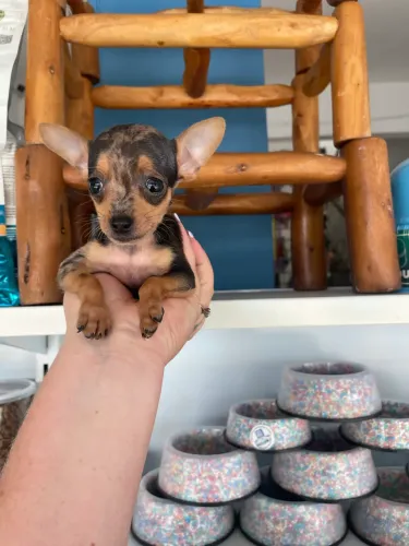 Pinscher miniatura macho arlequim $2.400,00