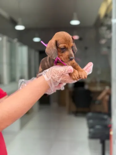 Teckel filhote - fêmea de alto padrão com pedigree e pronta entrega