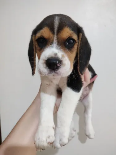 Beagle fêmea e macho