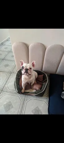 Bulldog francês macho para cruza