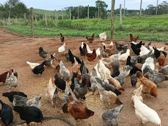 Frangas GLC( Ovos Coloridos), em inicio de postura.