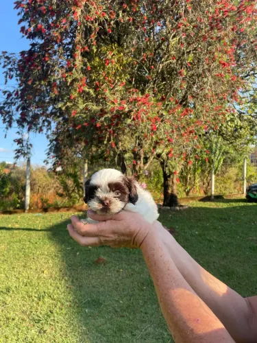 Shih-tzu macho branco e chocolate 