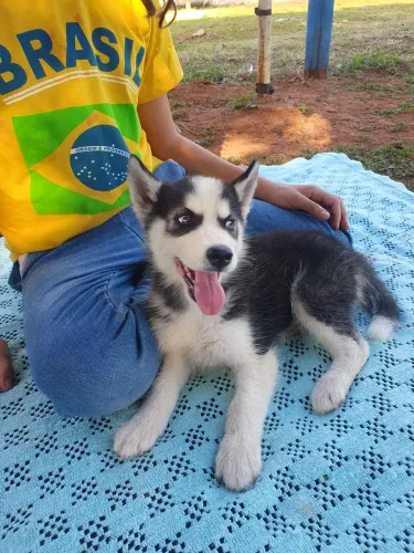 Husky Siberiano