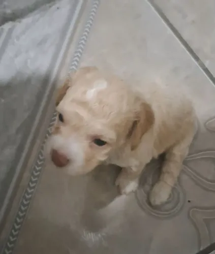 Cachorro ?