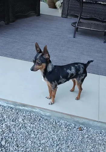 Pinscher Blu Merlin Macho