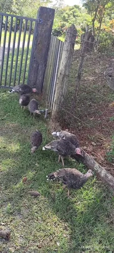 Casal de perus jovens para venda em Araçoiaba da Serra.