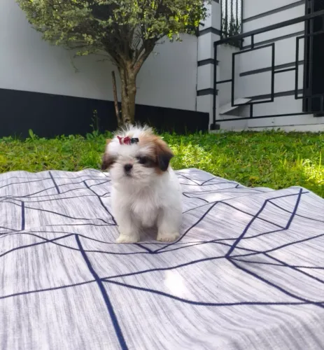 Lindos Filhotes de Shih tzu