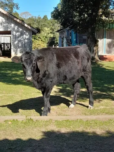 novilha holandesa com 16 meses