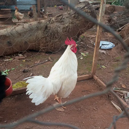 Casal de Galinze
