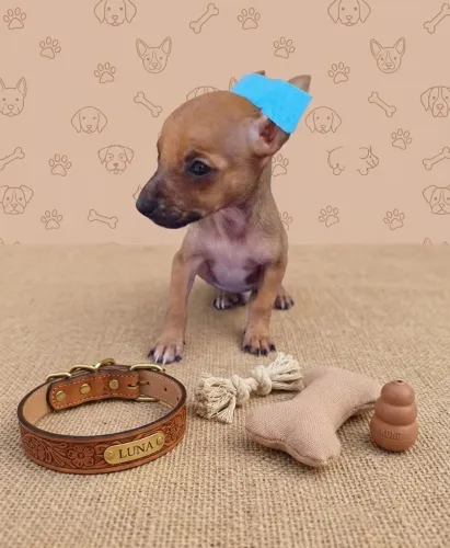 Lindo filhote de Pinscher essa belezura está pronta Para ter um Lar