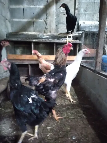 Galinhas
