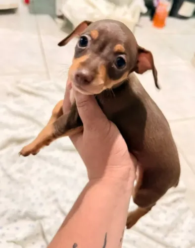 Cachorro