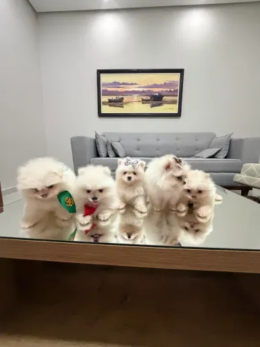 Spitz alemão - Lulu da Pomerania