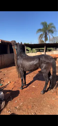 Cavalo